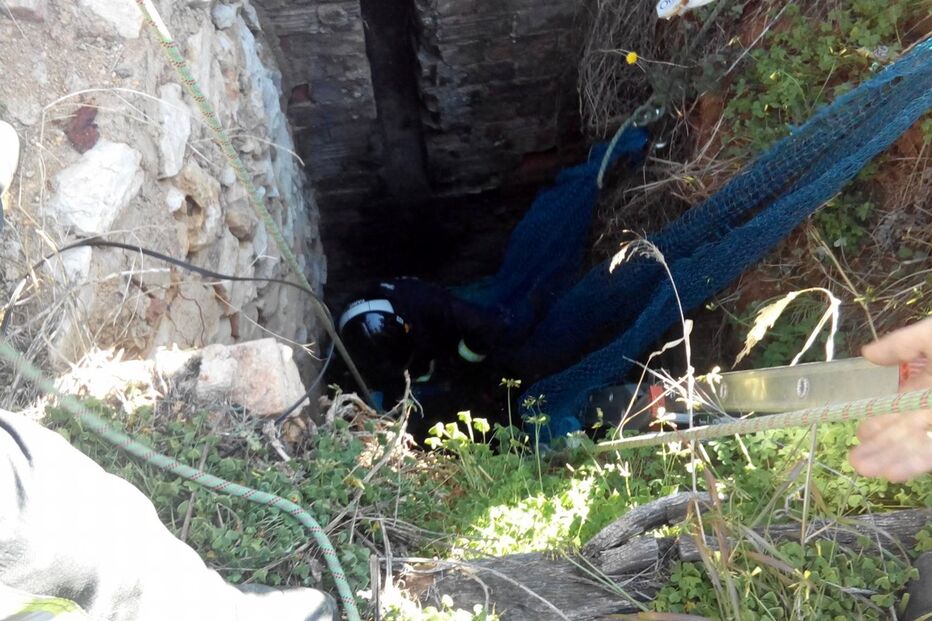 Cão resgatado de poço em Faro