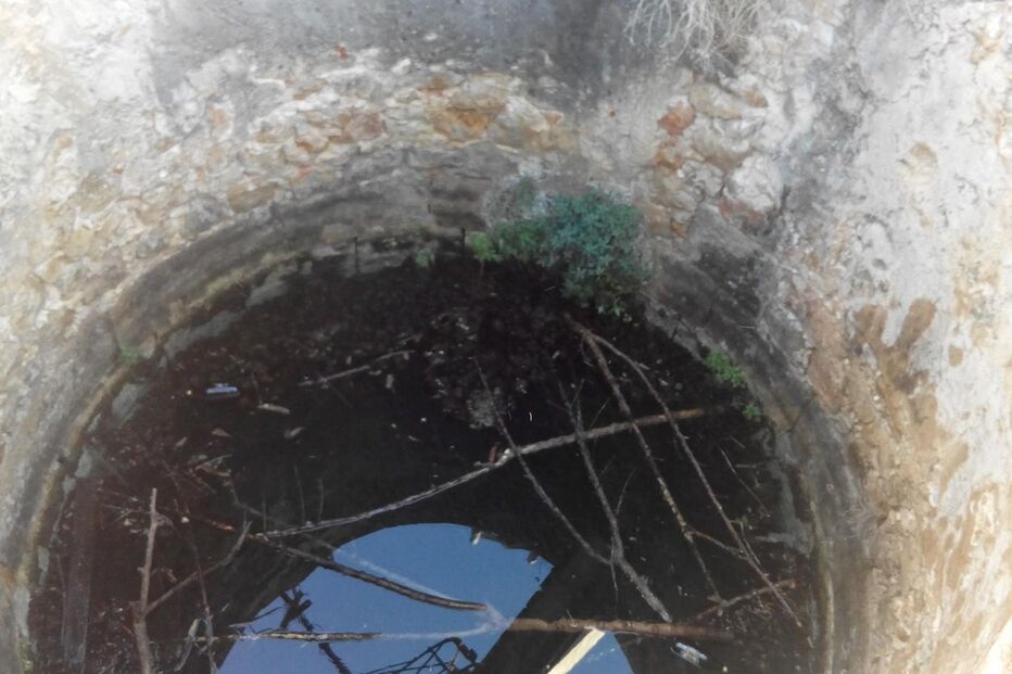 Cão resgatado de poço em Faro