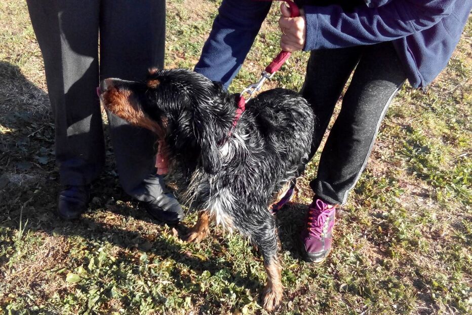Cão resgatado de poço em Faro