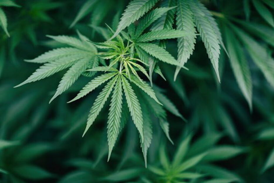 Droga, canábis, plantação