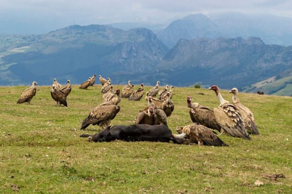 Abutres, legislação, vacas