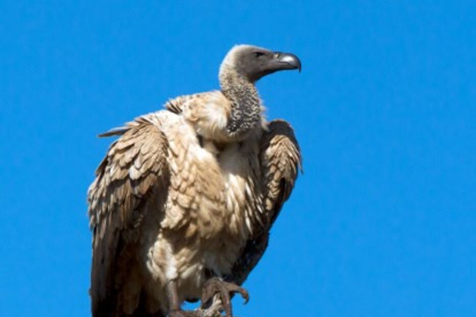 Abutres, legislação, vacas