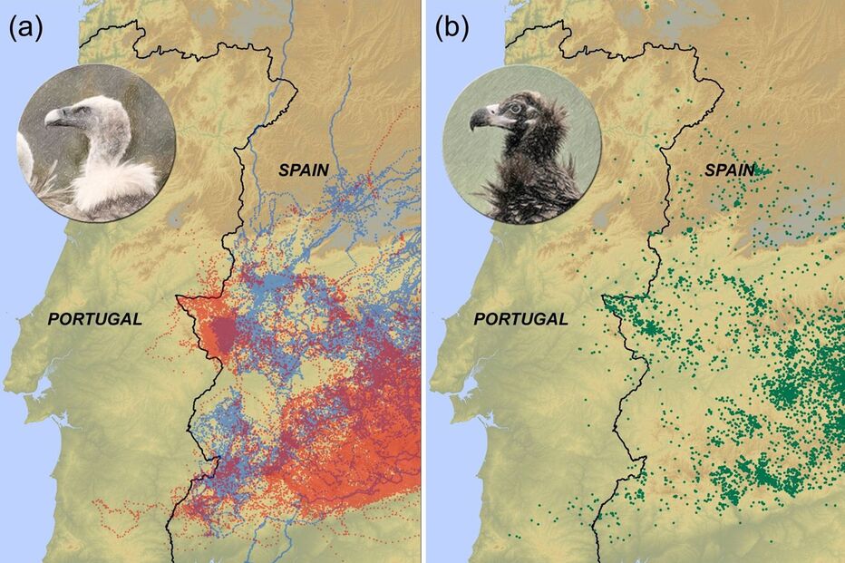 Abutres, legislação, vacas