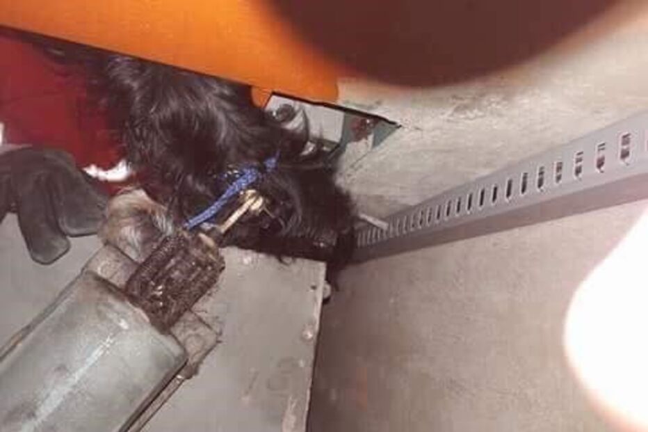 Cão salvo de elevador