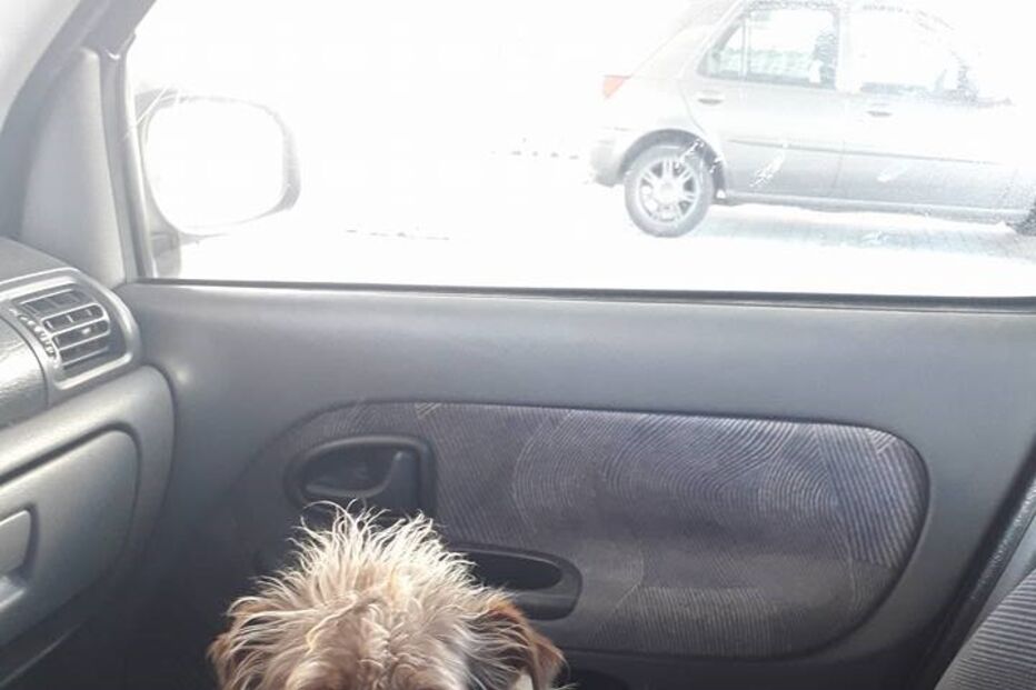 Animal da associação CAPA