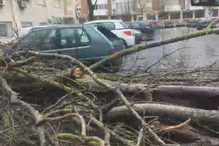 Árvore cai sobre carros em Benfica