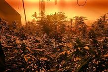 Londres, canábis, plantação