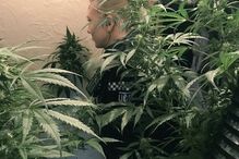 Londres, canábis, plantação