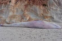 Baleia encontrada morta em praia da Albufeira