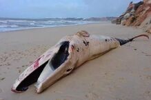 Baleia encontrada morta em praia da Albufeira