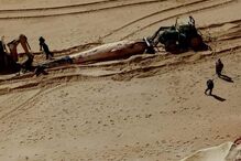 Baleia encontrada morta em praia da Albufeira