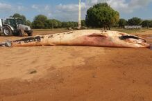  Baleia encontrada morta em praia da Albufeira