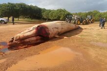 Baleia encontrada morta em praia da Albufeira