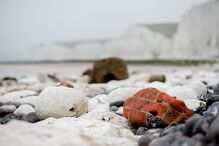 Penhasco de Birling Gap, no Sul de Inglaterra, onde Adelino de Faria se atirou para a morte com os dois filhos 