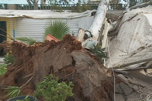 Árvore cai sobre casa e desaloja família em Faro