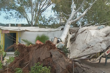 Árvore cai sobre casa e desaloja família em Faro