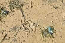 Caravelas-portuguesas