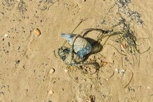 Caravelas-portuguesas