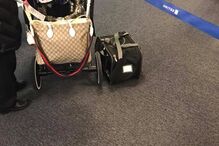 Animal morreu durante a viagem