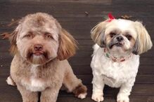 Chantal Desjardins, Yogi, Darla