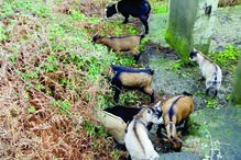 Cabras sapadoras vão comer a vegetação de um terreno com um hectare 