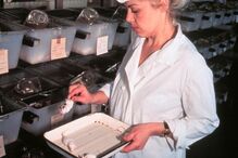 Cães, Tortura, agente nervoso, Exército Vermelho