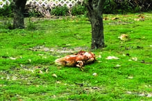 Cães mataram várias galinhas no último ataque, no sábado  