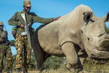 Sudan era o último macho de rinoceronte branco do norte