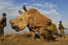 Sudan era o último macho de rinoceronte branco do norte