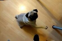 Mark Meechan, pug, vídeo, Hitler