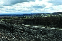 O negro dos campos e da floresta vai manter- –se por muitos anos no concelho de Tondela 