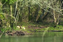 Vítima estaria a pescar no rio Coura 