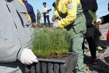 Voluntários ajudam a reflorestar o Pinhal de Leiria