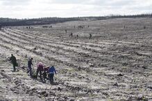 Voluntários ajudam a reflorestar o Pinhal de Leiria