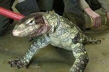 Ronald Huff foi morto pelos varanos-do-Nilo que tinha de estimação