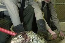 Ronald Huff foi morto pelos varanos-do-Nilo que tinha de estimação