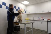 Cães-polícia com vida facilitada em Madrid