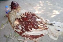 Galo sobrevive durante uma semana sem cabeça e é adotado