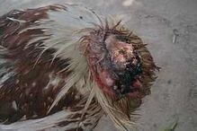 Galo sobrevive durante uma semana sem cabeça e é adotado