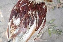 Galo sobrevive durante uma semana sem cabeça e é adotado