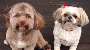 Cachorro com “cara humana” faz sucesso na Internet