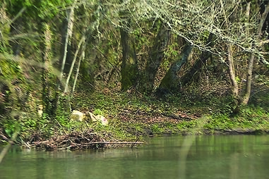 Circulação cortada na Ponte Românica em Caminha devido ao aumento do caudal do rio Coura