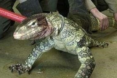 Ronald Huff foi morto pelos varanos-do-Nilo que tinha de estimação