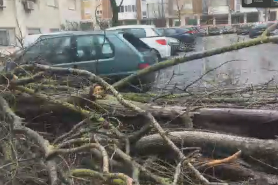 Árvore cai sobre carros em Benfica