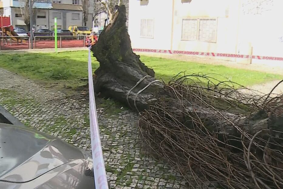 Árvore cai sobre carros em Benfica