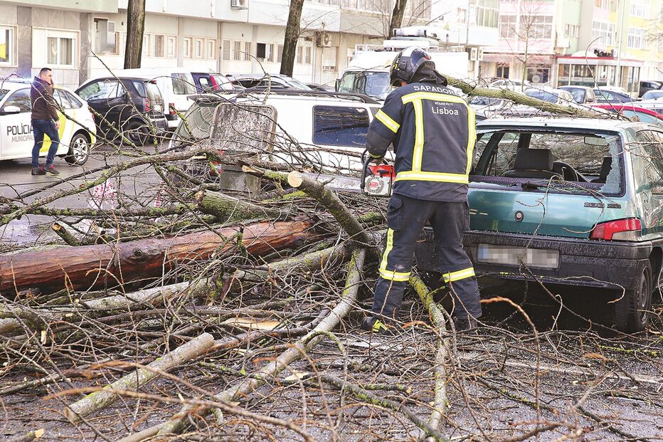 Queda de árvore em Benfica, Lisboa, destruiu vários carros