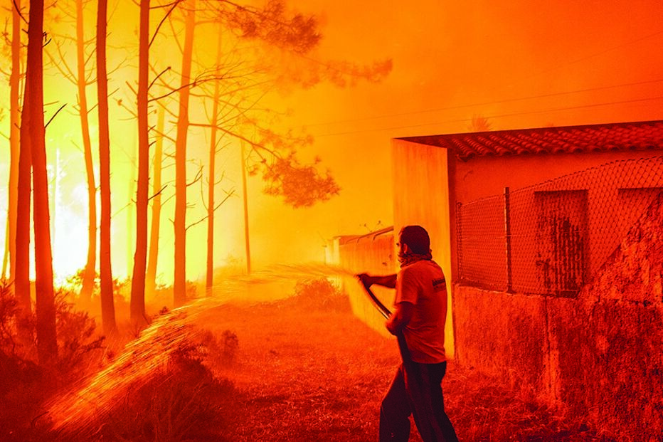 terrenos, florestas, proprietários, câmaras, limpeza