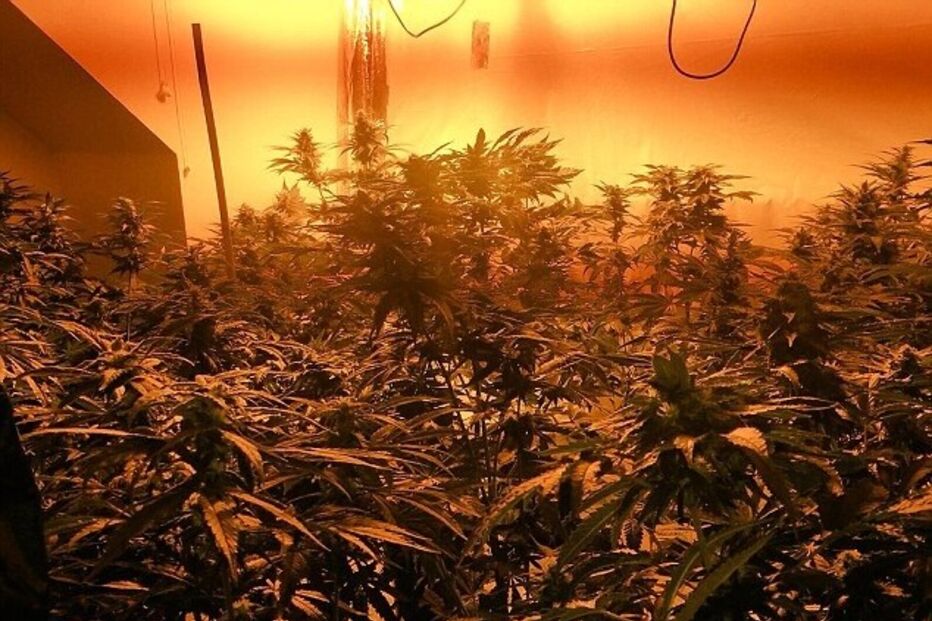 Londres, canábis, plantação