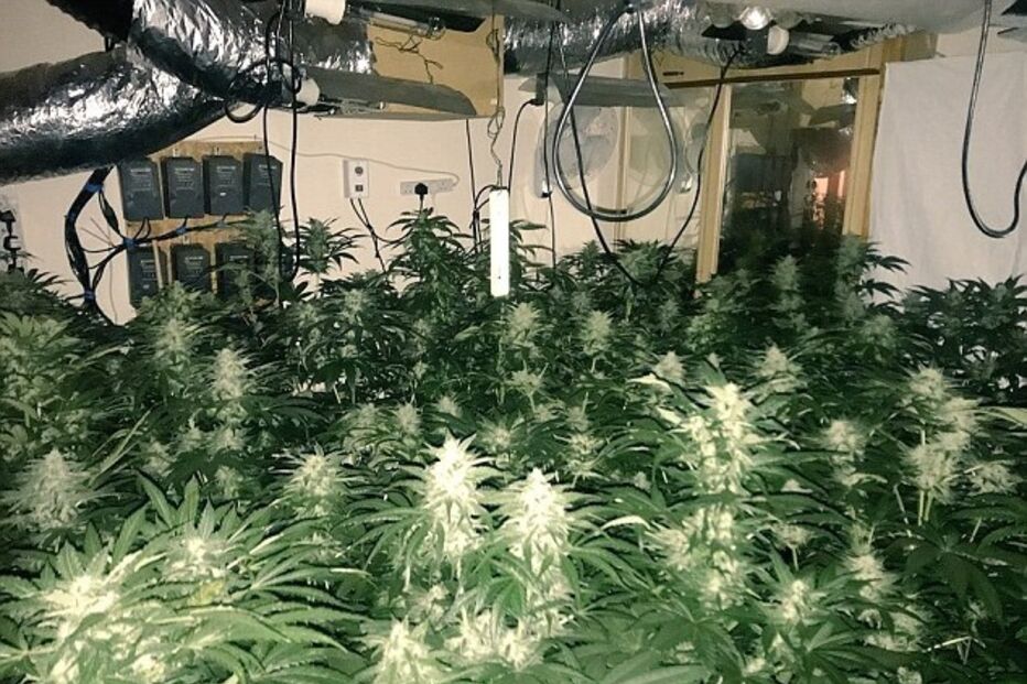 Londres, canábis, plantação