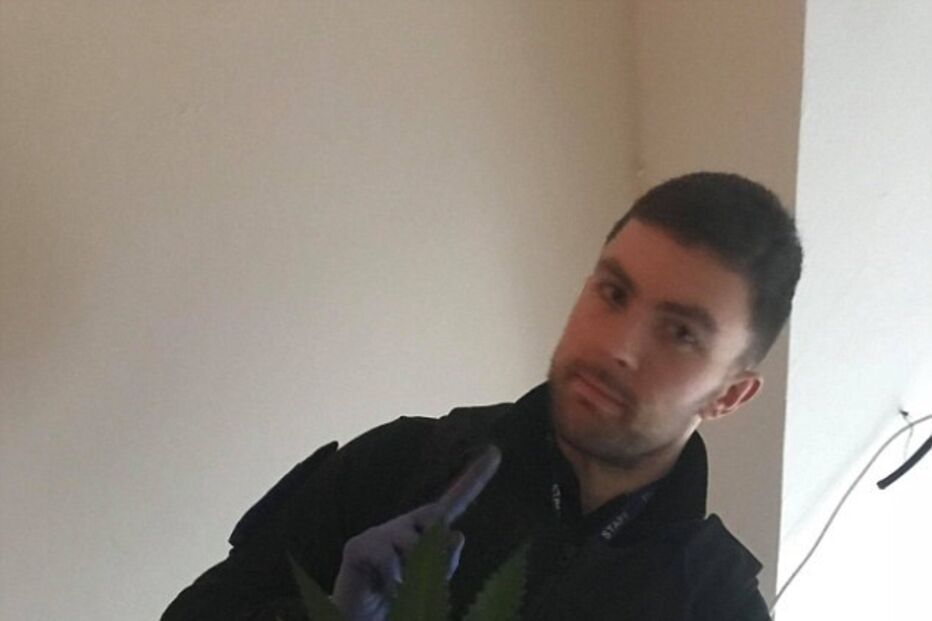 Londres, canábis, plantação